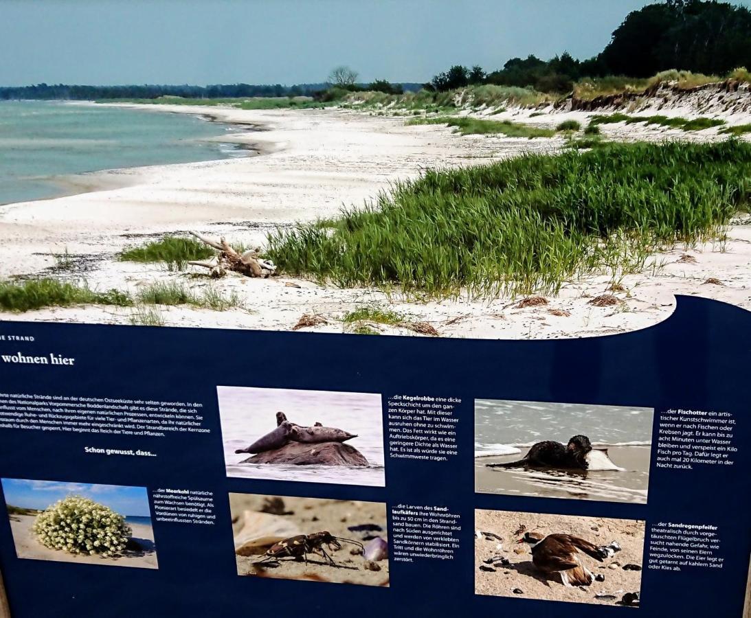 Ferienwohnung "Juliette" Zingst Εξωτερικό φωτογραφία
